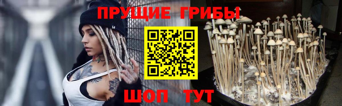Псилоцибиновые грибы Psilocybe  Вход с VPN  Псилоцибиновые грибы Psilocybe  Семёнов 